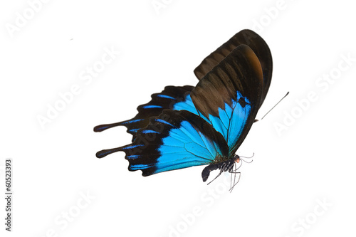 Color butterfly flying, isolated on white
