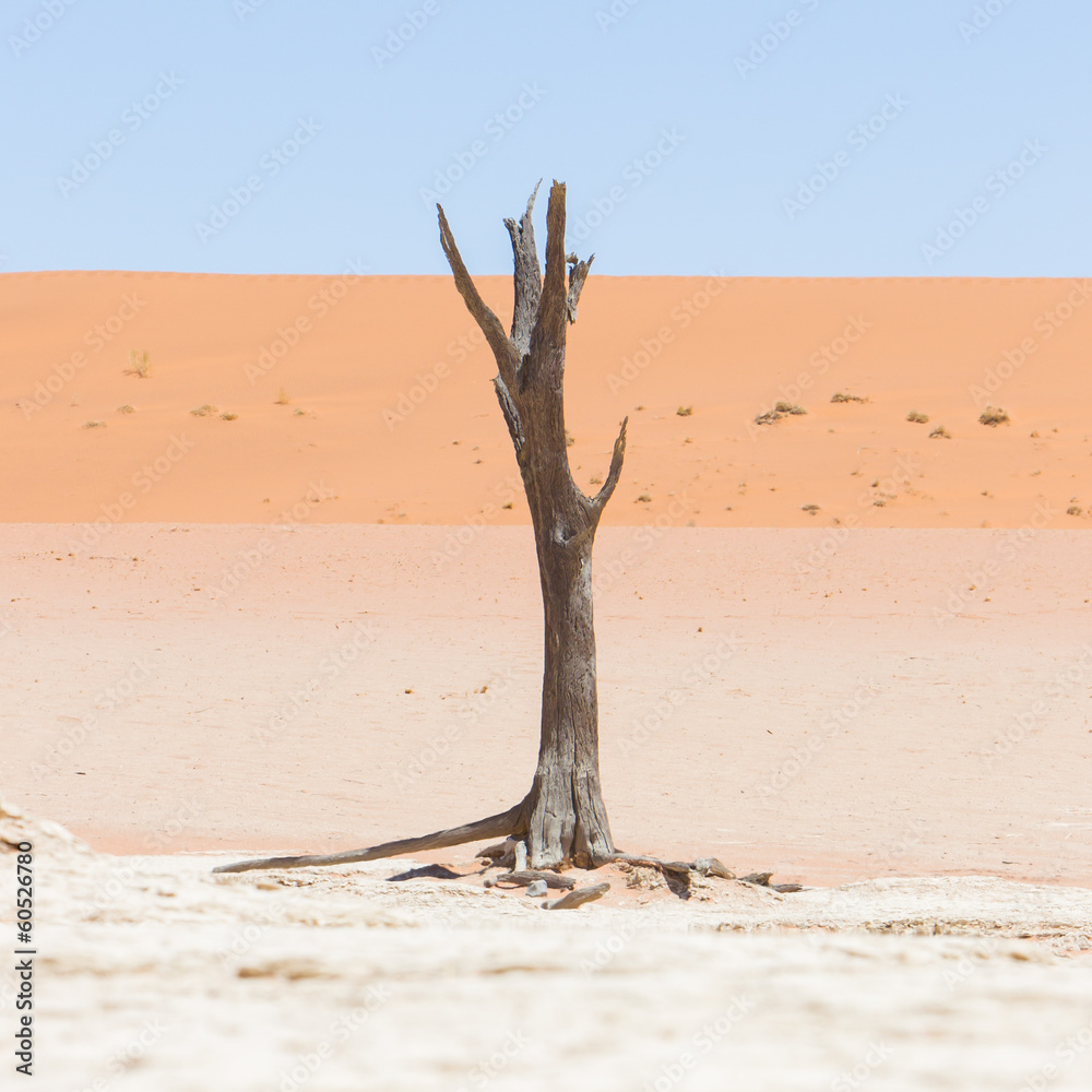 Dead acacia trees and red dunes of Namib desert Dead acacia trees and red dunes of Namib desert