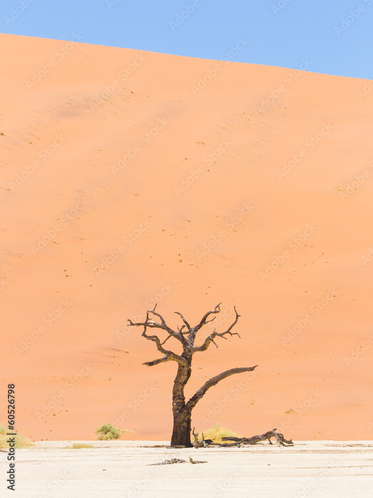 Lonely dead acacia tree in the Namib desert