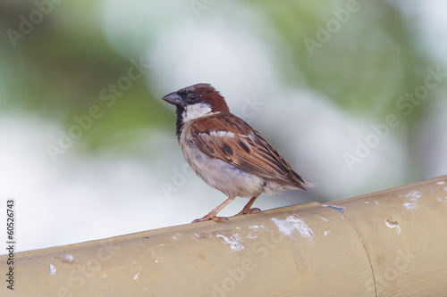 Short tail sparrow sitting on a roof
