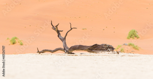 Fototapeta Naklejka Na Ścianę i Meble -  Dead acacia trees and red dunes of Namib desert