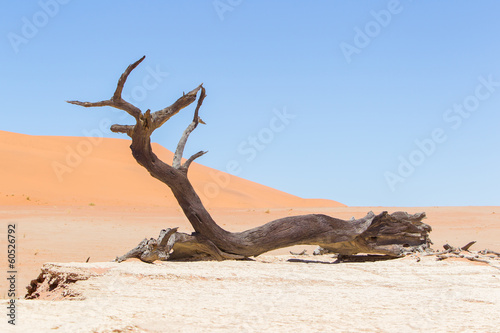 Dead acacia trees and red dunes of Namib desert