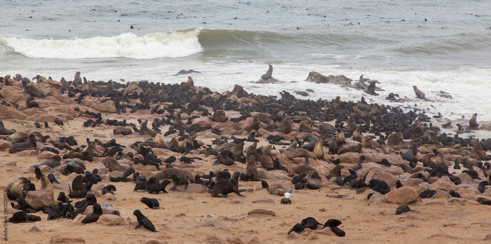 Cape fur seal (Arctocephalus pusillus) Cape fur seal (Arctocephalus pusillus)