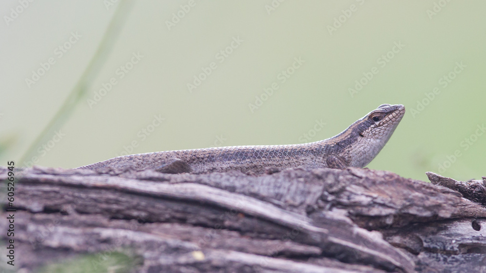 Fototapeta premium The african lizard in Namibia