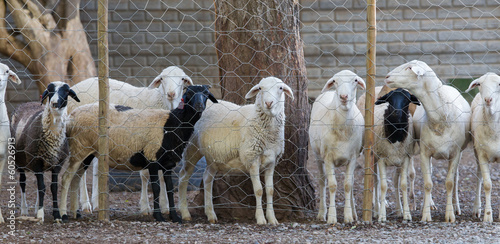 Sheep behind a metal fence, Namibia