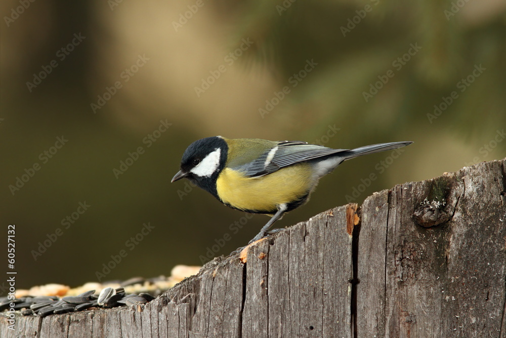Fototapeta premium great tit came at seeds on stump