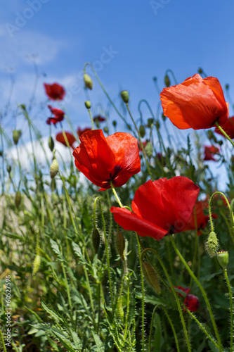 Papavero rosso