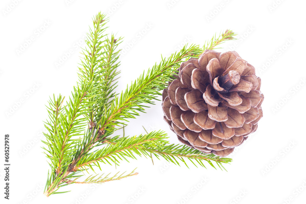 Fototapeta premium Fir cone and spruce branch