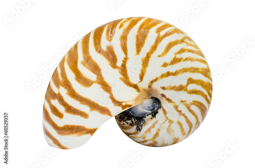 Chambered Nautilus shell isolated on white background