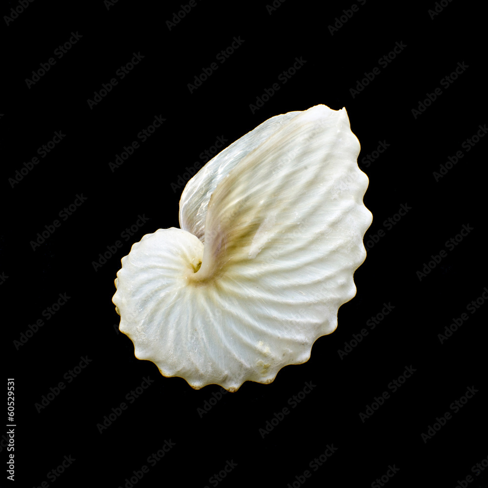 White Paper Nautilus or Argonauts shell isolated on black White Paper Nautilus or Argonauts shell isolated on black