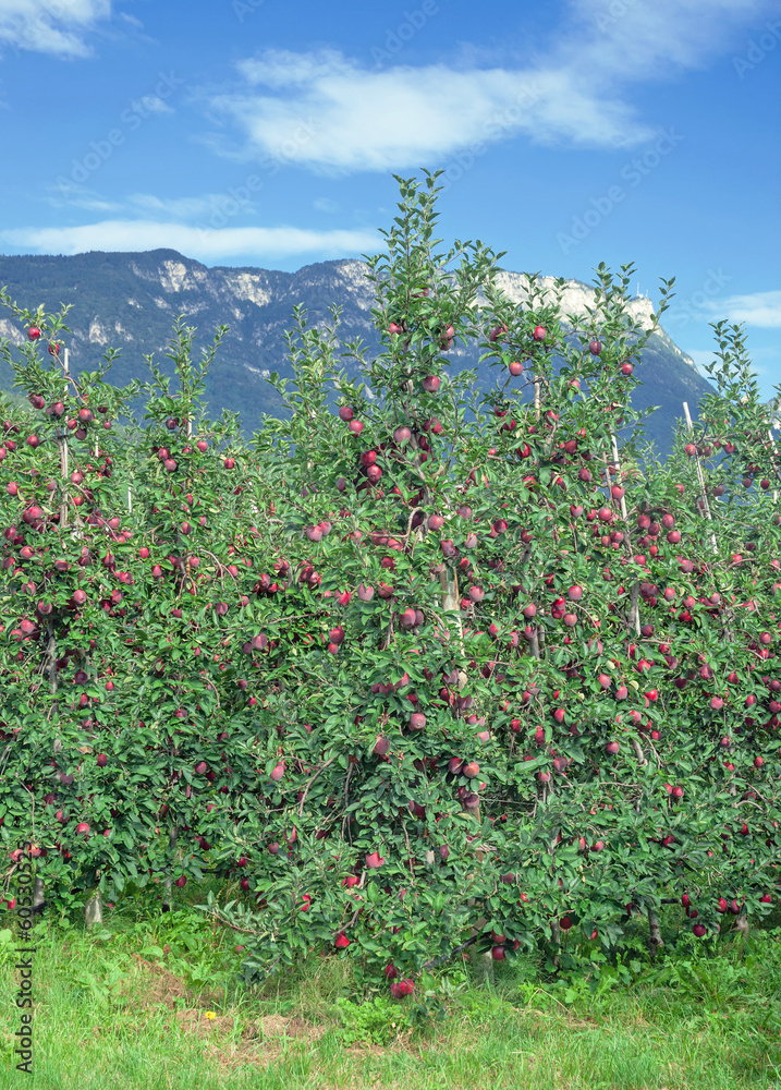 die berühmten Qualitätsäpfel aus Südtirol bei Meran