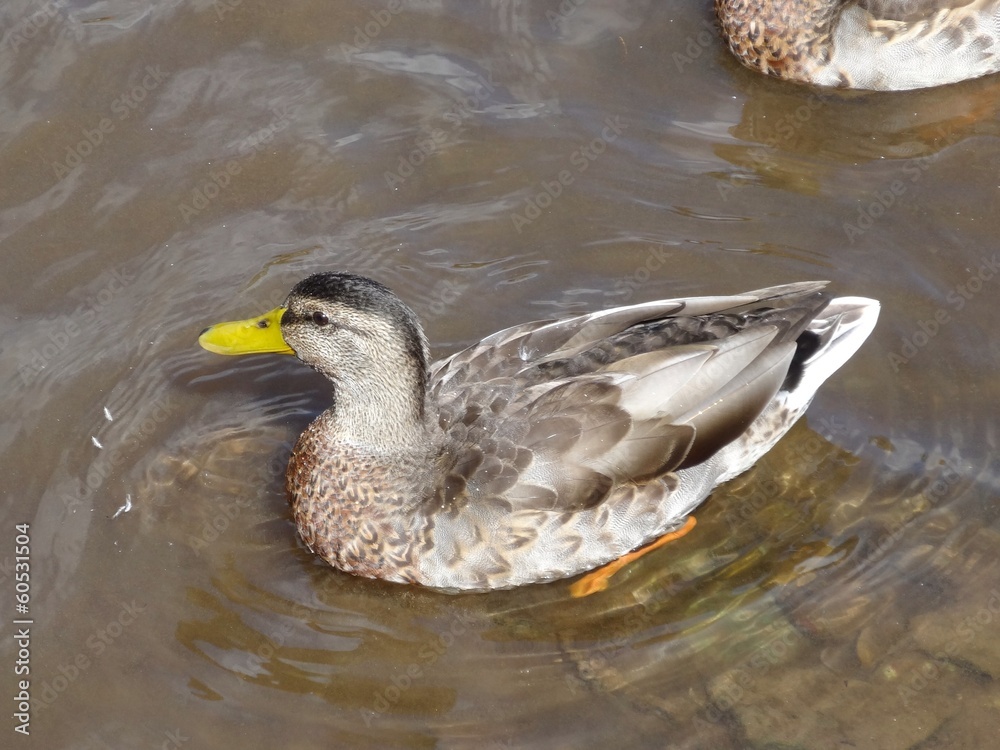 Obraz premium canard dordogne