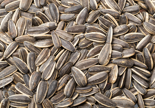 Sunflower seed