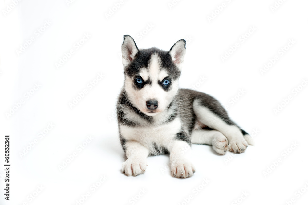 Cute little siberian husky puppy isolated on white