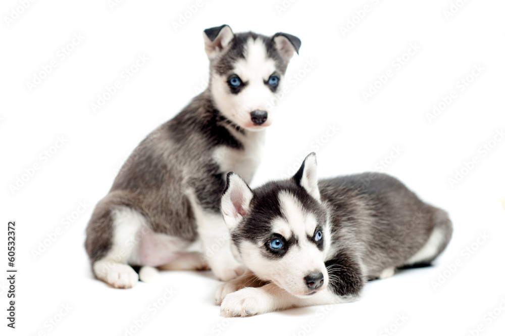 Fototapeta premium Two cute, 4 weeks old siberian husky puppies