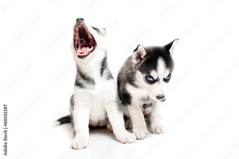 Sleepy cute little husky puppy on white Sleepy cute little husky puppy on white