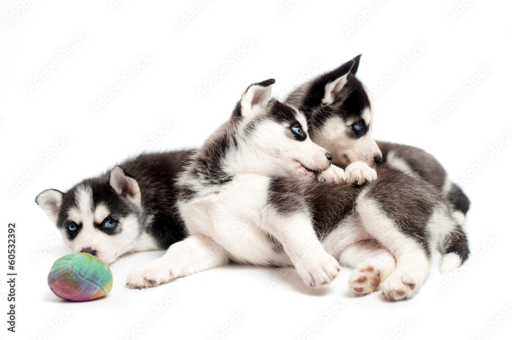 Three husky cubs playing with a ball in studio