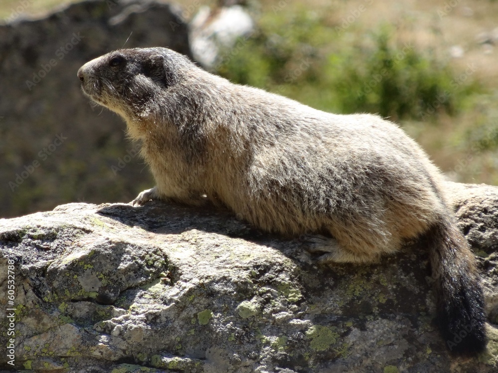 mamotte au soleil mamotte au soleil