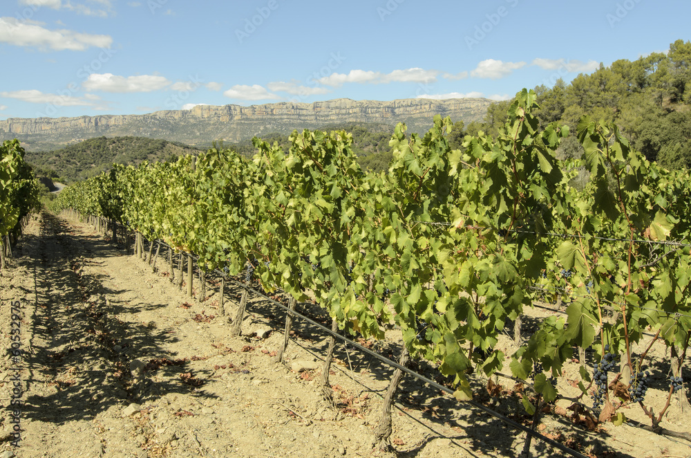 Vineyard in Priorat