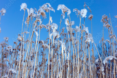 grass and sky photo