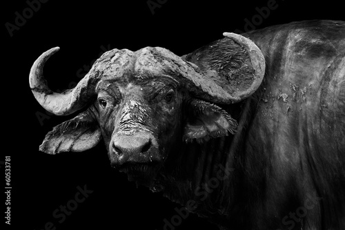 Buffalo in black and white photo