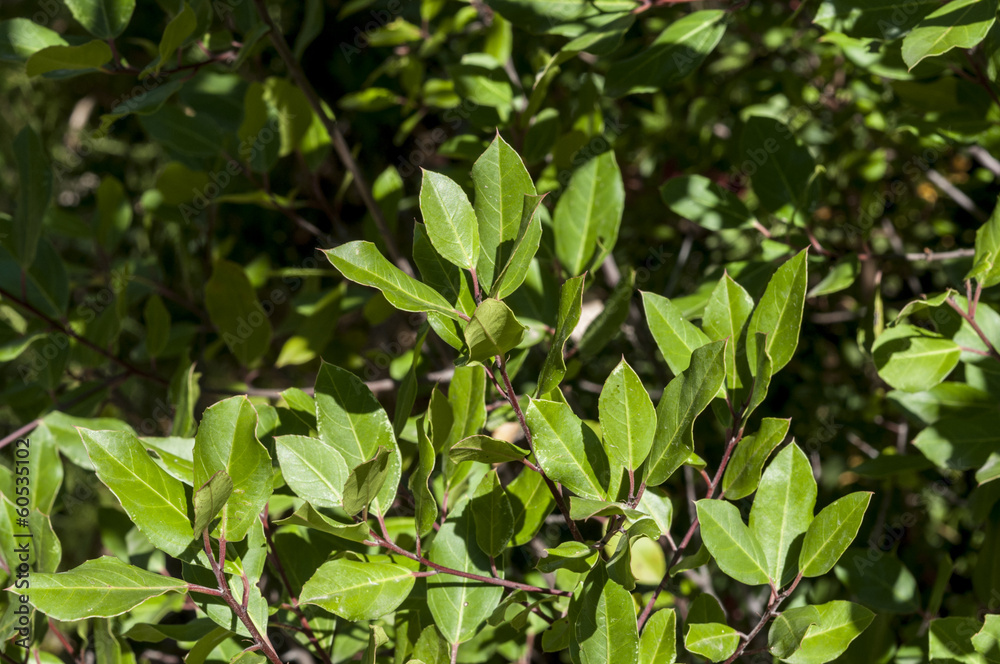 Italian buckthorn, Rhamnus alaternus