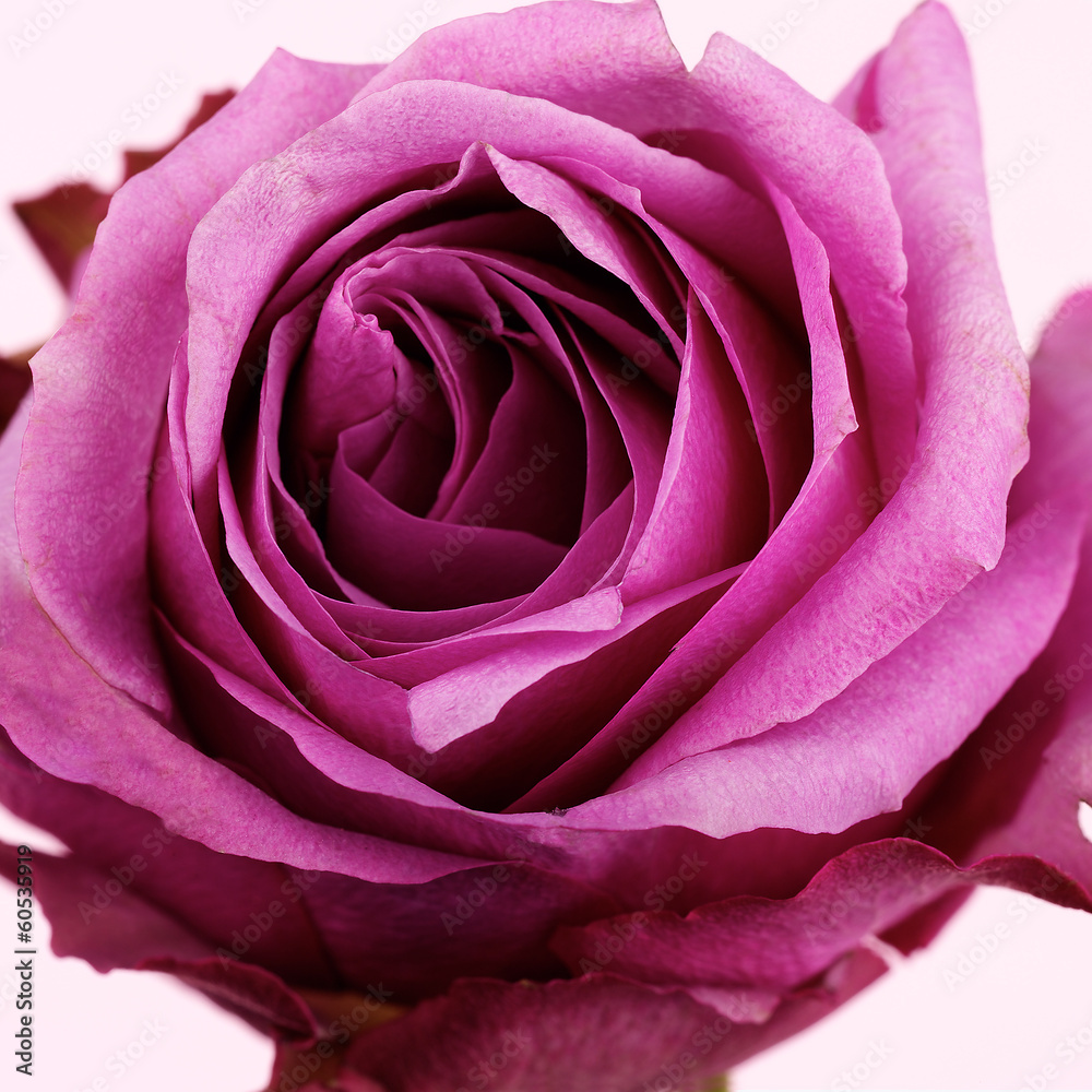 Obraz premium Rosenblüte-pink