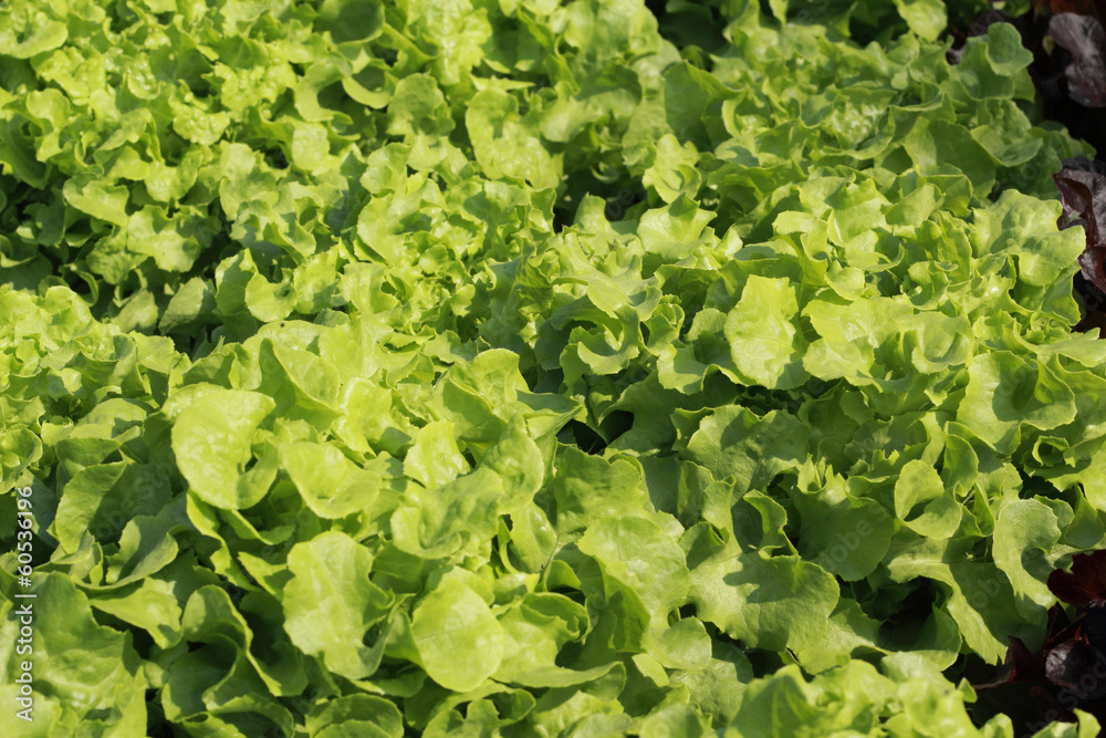 Butter head vegetable in hydroponic farm Butter head vegetable in hydroponic farm