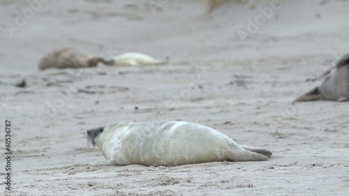 Kegelrobben auf Helgoland photo