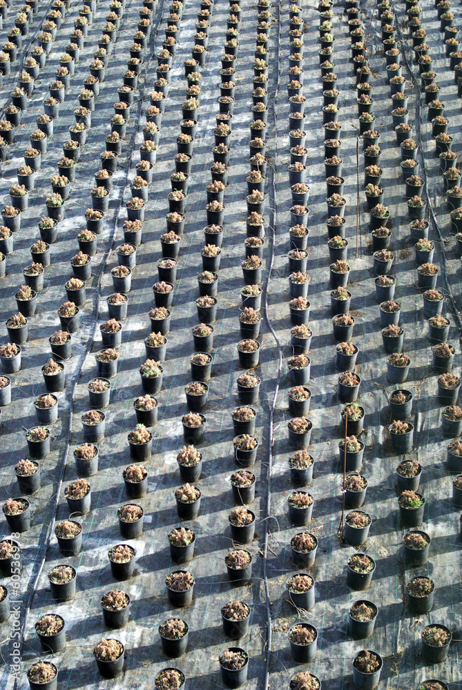 Fototapeta premium Commercial plants growing in greenhouse