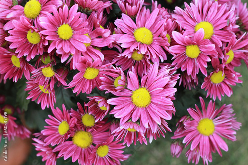 pink gerbera flowers in the garden