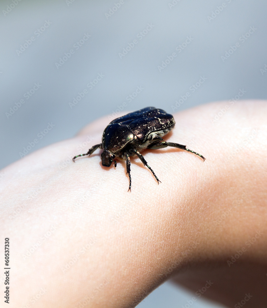 Insect dung beetle on my hand Insect dung beetle on my hand