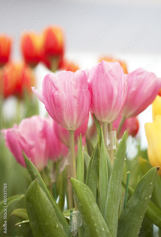 Fototapeta premium Tulip flower