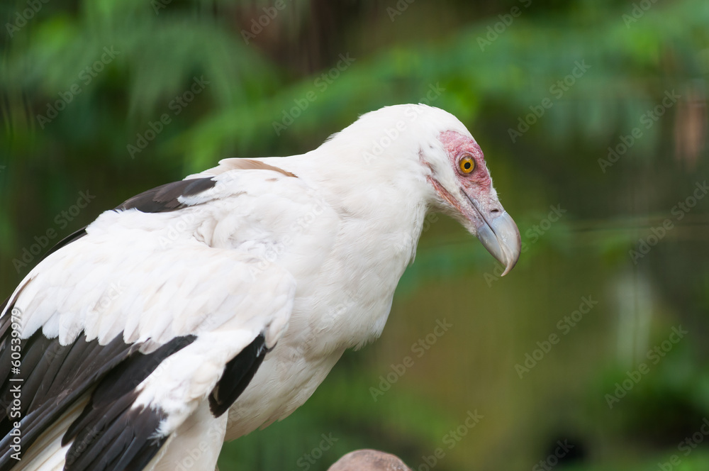 Palm-nut Vulture Palm-nut Vulture