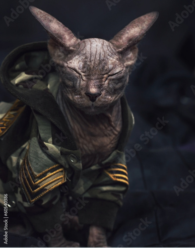 sleep cat of the breed without hair in uniform