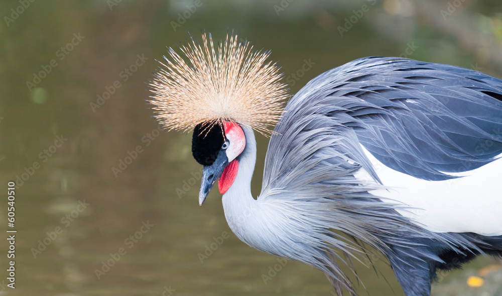 Fototapeta premium Grey Crowned Crane