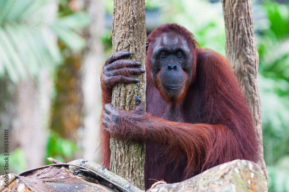 Obraz premium Borean Orangutan
