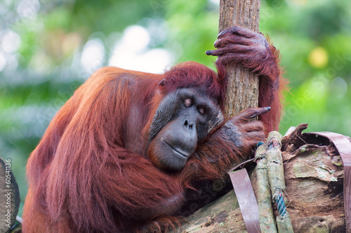Borean Orangutan photo