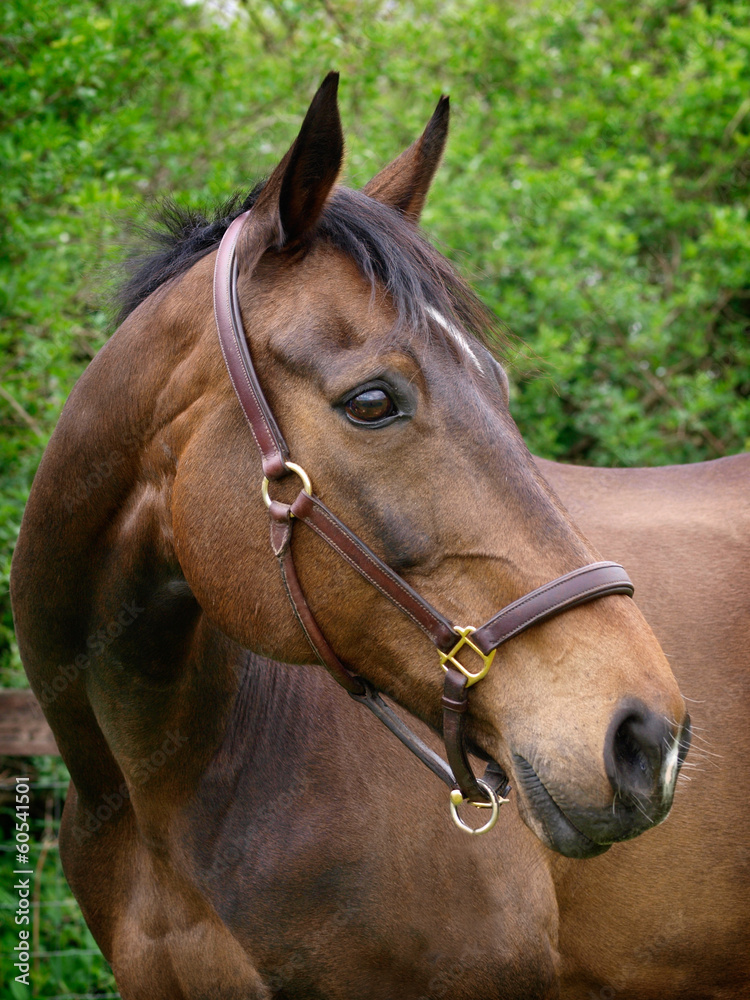 Obraz premium Horse Head Shot
