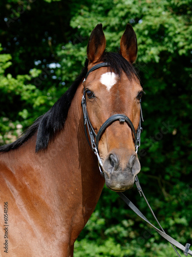 Horse Head Shot © Nigel Baker