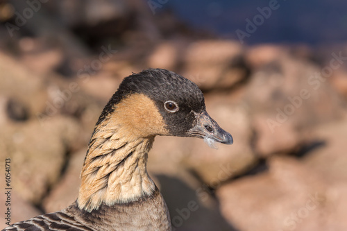 Hawaiian Goose photo