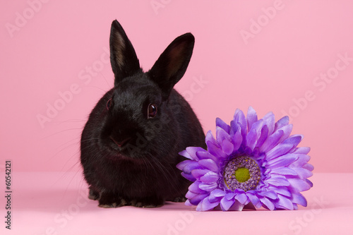 Black dwarf rabbit with purple flower