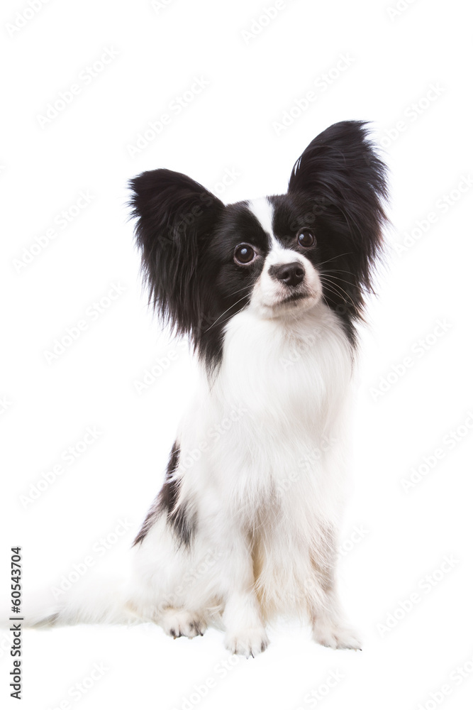 Beautiful papillon dog sitting on isolated white Beautiful papillon dog sitting on isolated white
