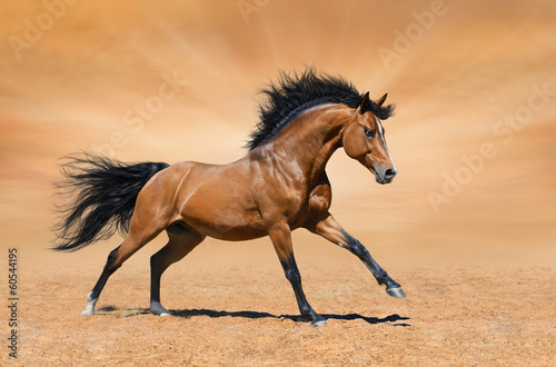 Galloping bay stallion on gold background