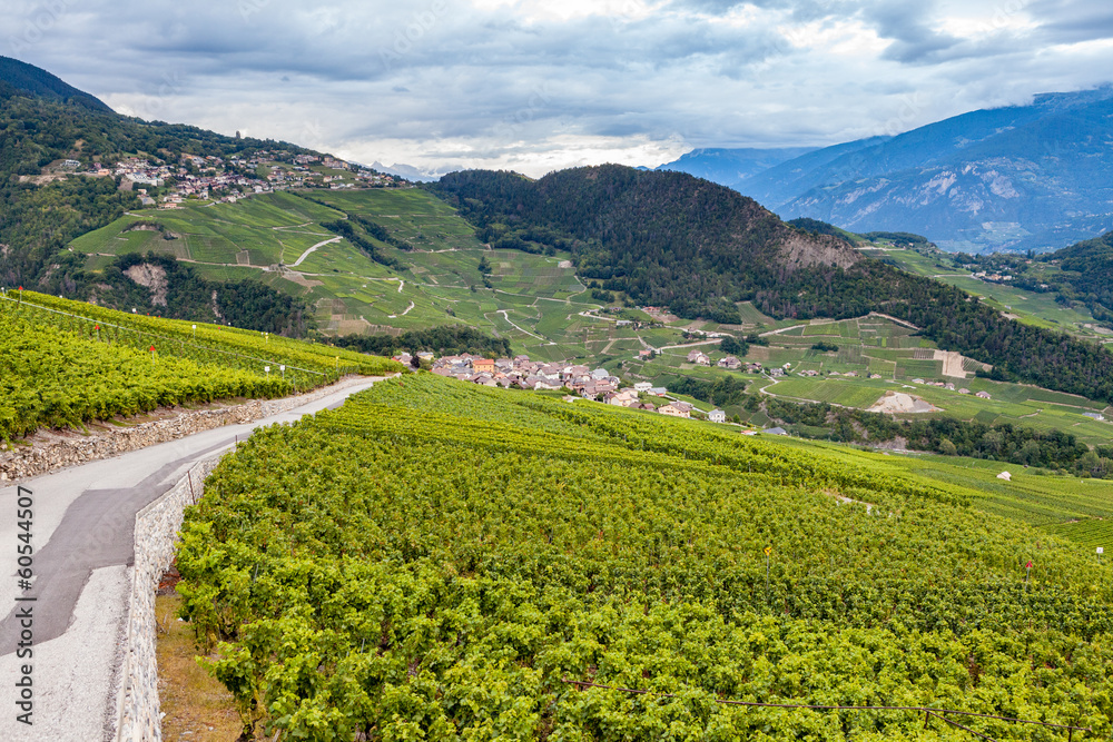 Vigneti sotto le alpi svizzere