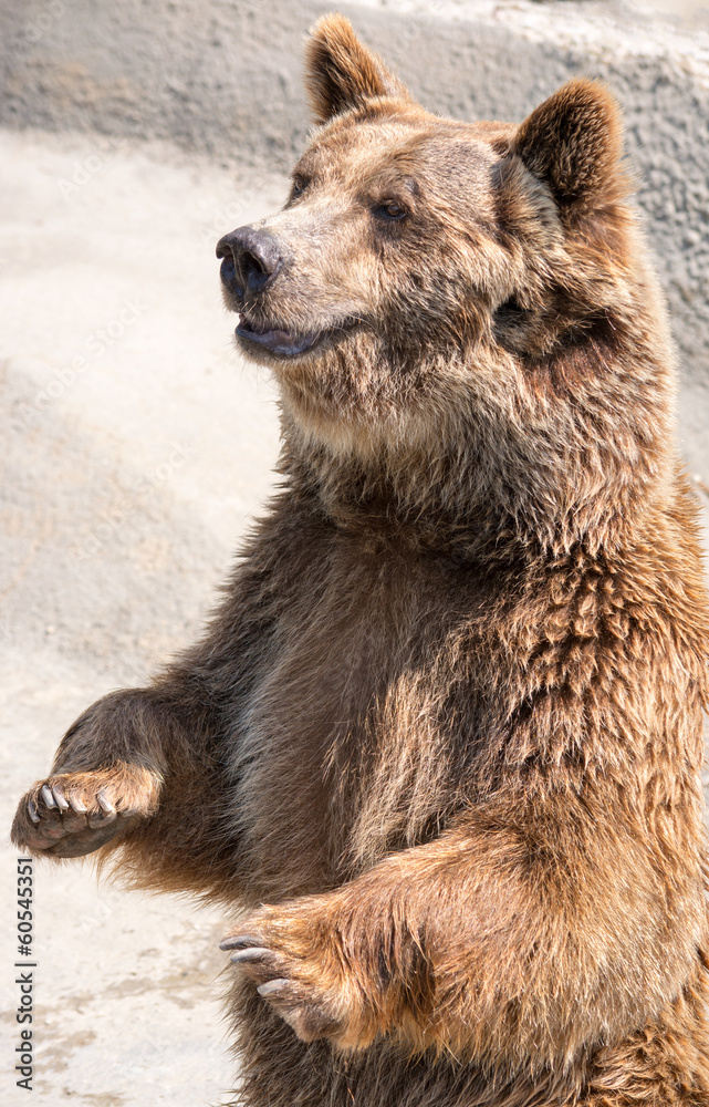 Obraz premium The brown bear (Ursus arctos) is among the largest and most powe