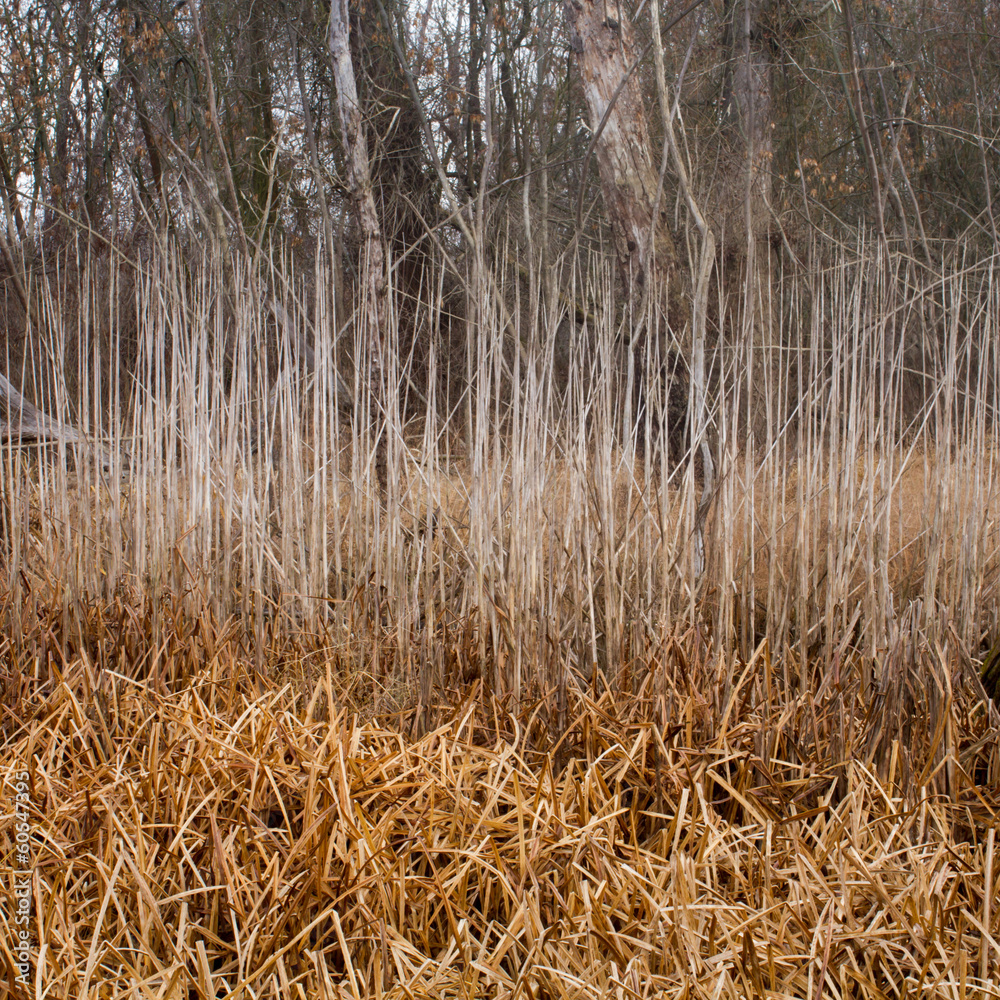 autumn dry reed sedge autumn dry reed sedge