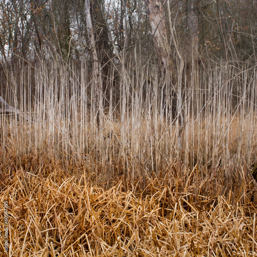 autumn dry reed sedge