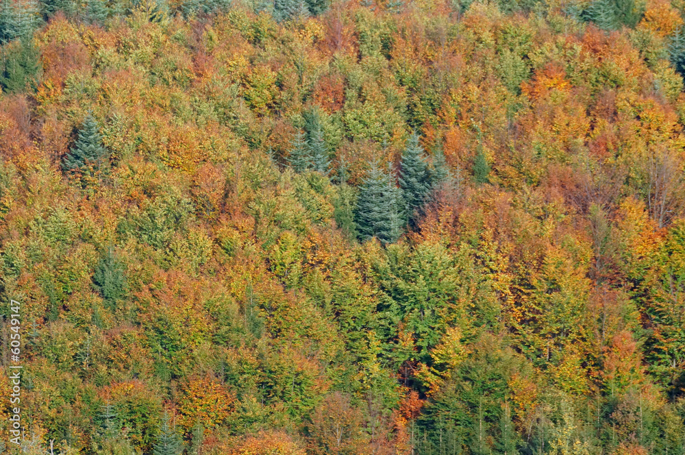 foret en automne foret en automne