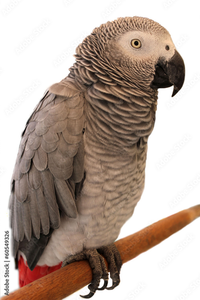 Fototapeta premium Jaco Parrot on white background